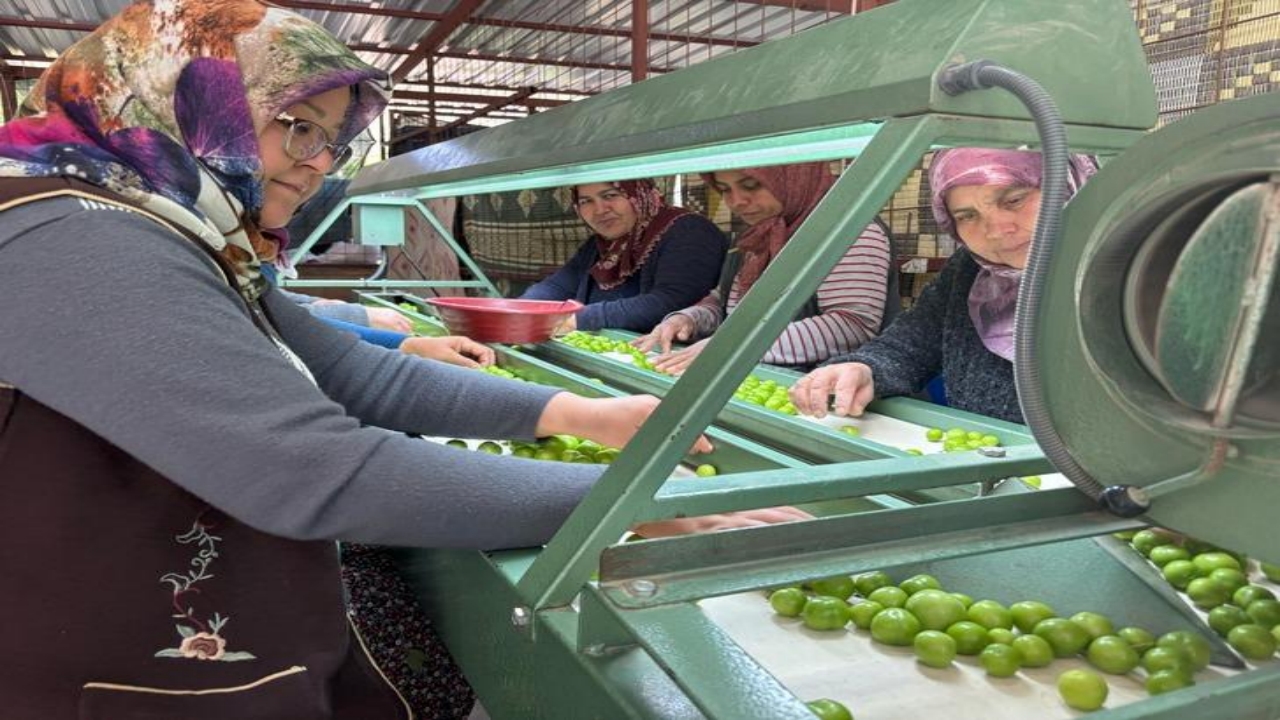 Foto - Kilosu 450 TL! Almanya, İngiltere ve Arap ülkeleri, o Türk ürünü için kuyruğa girdi! Resmen birbirlerini yiyorlar 
