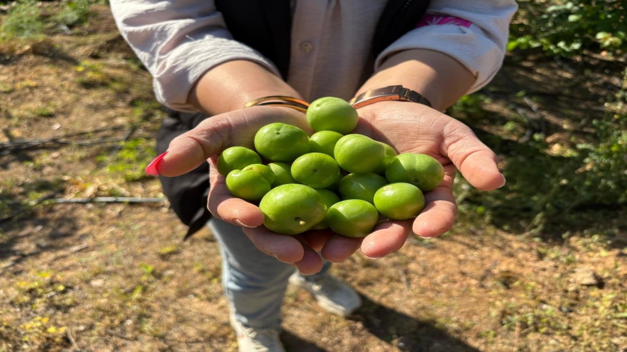 Foto - Kilosu 450 TL! Almanya, İngiltere ve Arap ülkeleri, o Türk ürünü için kuyruğa girdi! Resmen birbirlerini yiyorlar 