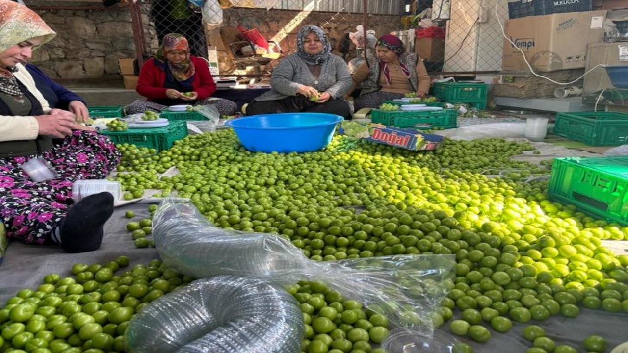 Foto - Kilosu 450 TL! Almanya, İngiltere ve Arap ülkeleri, o Türk ürünü için kuyruğa girdi! Resmen birbirlerini yiyorlar 