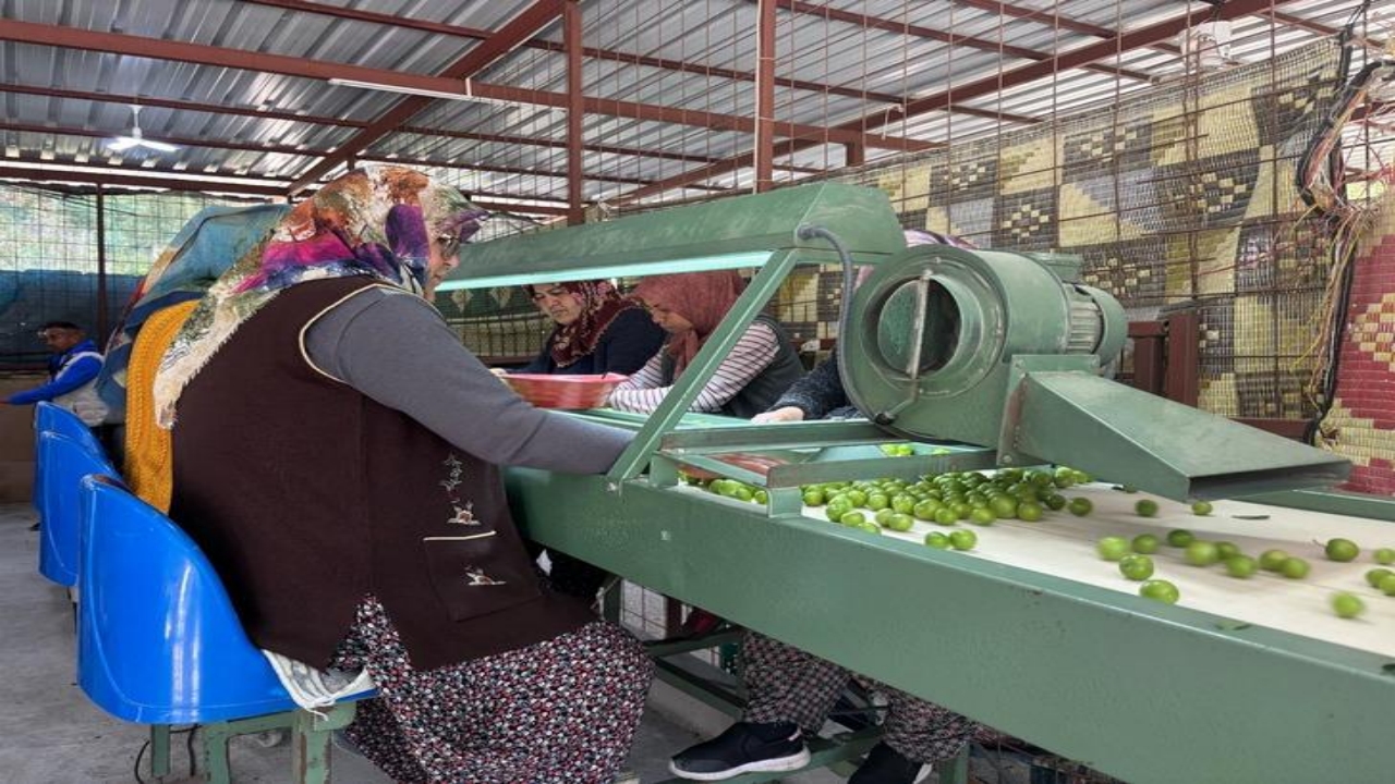 Foto - Kilosu 450 TL! Almanya, İngiltere ve Arap ülkeleri, o Türk ürünü için kuyruğa girdi! Resmen birbirlerini yiyorlar 