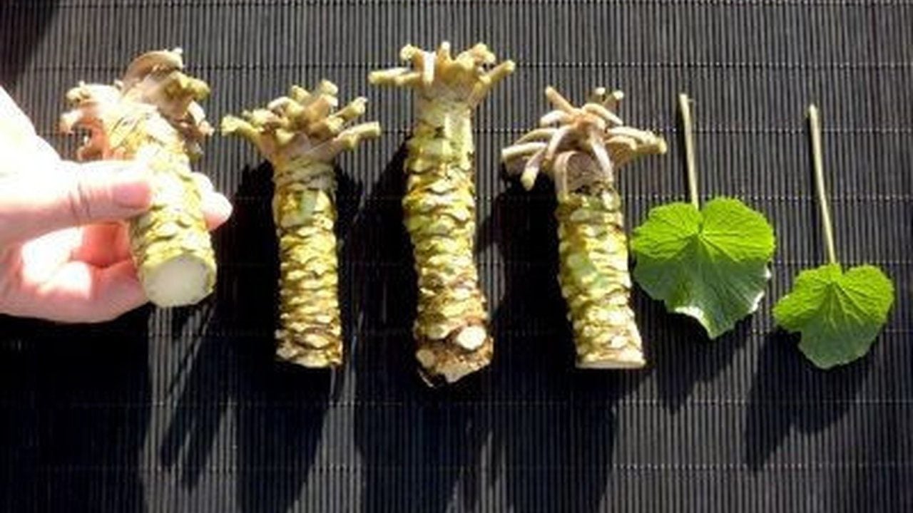 Foto - Kilosu 5 bin dolara peynir ekmek gibi satılıyor: Bu hasadı yapan, paraya para demiyor