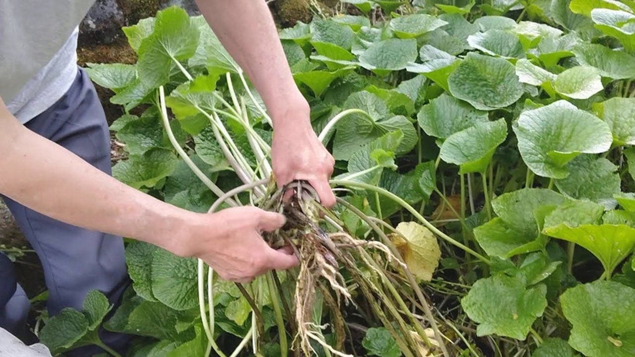 Foto - Kilosu 5 bin dolara peynir ekmek gibi satılıyor: Bu hasadı yapan, paraya para demiyor