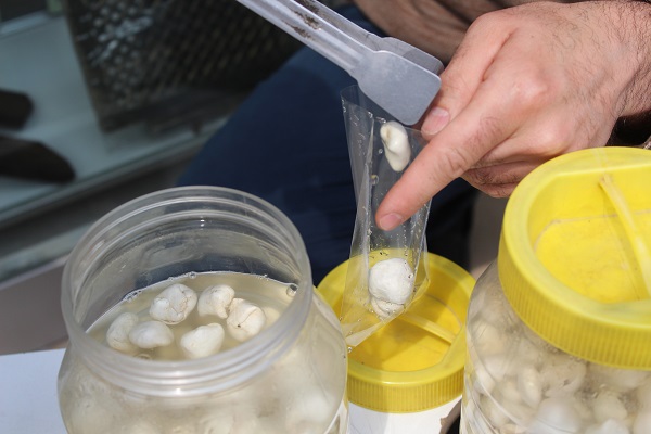 Foto - Kilosu 5 bin TL! Bu sakız altından daha değerli