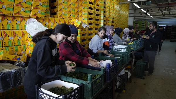 Foto - Kilosu 5 dolara satılıyor! Türkiye’den Rusya’ya tır tır gidiyor