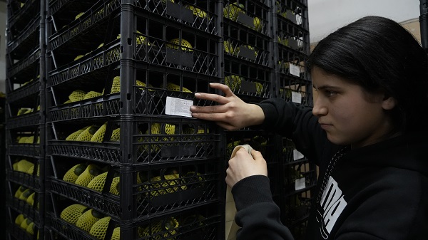 Foto - Kilosu 5 dolara satılıyor! Türkiye’den Rusya’ya tır tır gidiyor