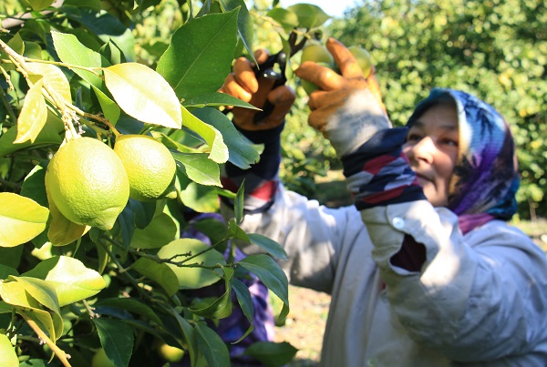 Foto - Kilosu 5 TL, 60 ülkeye gönderiliyor