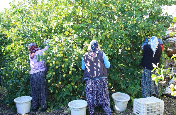 Foto - Kilosu 5 TL, 60 ülkeye gönderiliyor