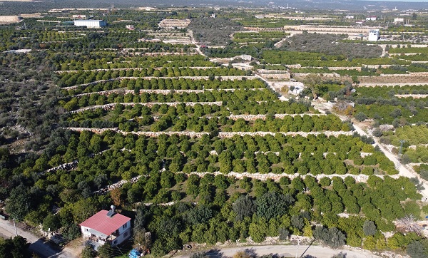 Foto - Kilosu 5 TL, 60 ülkeye gönderiliyor