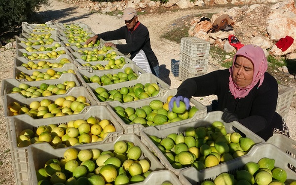Foto - Kilosu 5 TL, 60 ülkeye gönderiliyor