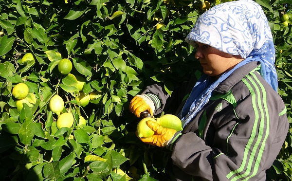 Foto - Kilosu 5 TL, 60 ülkeye gönderiliyor