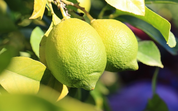 Foto - Kilosu 5 TL, 60 ülkeye gönderiliyor