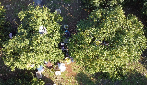 Foto - Kilosu 5 TL, 60 ülkeye gönderiliyor