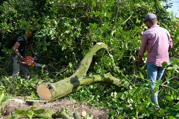 Foto - Kilosu 50 kuruşa düştü! Çiftçiler ağaçları kökünden sökmeye başladı