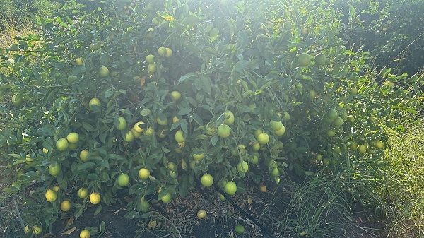 Foto - Kilosu 50 kuruşa düştü! Çiftçiler ağaçları kökünden sökmeye başladı