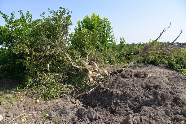 Foto - Kilosu 50 kuruşa düştü! Çiftçiler ağaçları kökünden sökmeye başladı