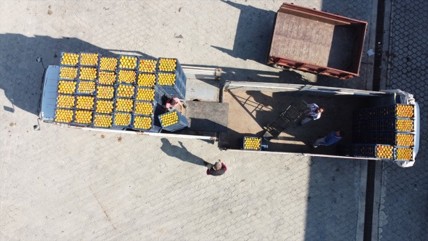 Foto - Kilosu 50 lira, hasat dönemi yoğun geçiyor: Kurusu Almanya'ya, yaşı Rusya'ya gidiyor!