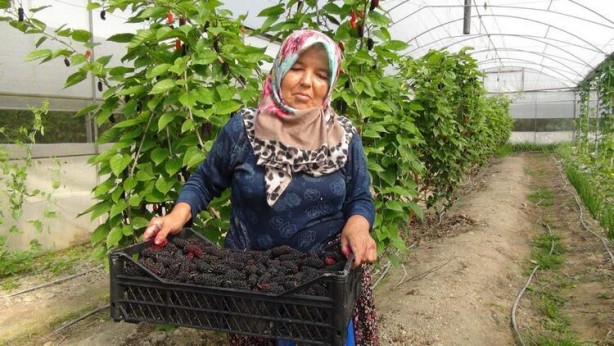 Foto - Kilosu 50 liradan dünyaya ihraç ediliyor