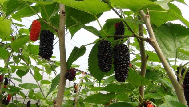 Foto - Kilosu 50 liradan dünyaya ihraç ediliyor