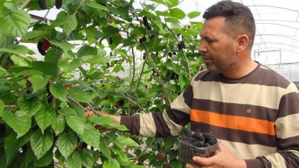 Kilosu 50 liradan dünyaya ihraç ediliyor