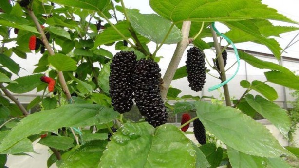 Foto - Kilosu 50 liradan dünyaya ihraç ediliyor