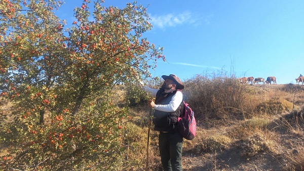 Foto - Kilosu 50 TL! Bu meyvenin iyi gelmediği hastalık yok