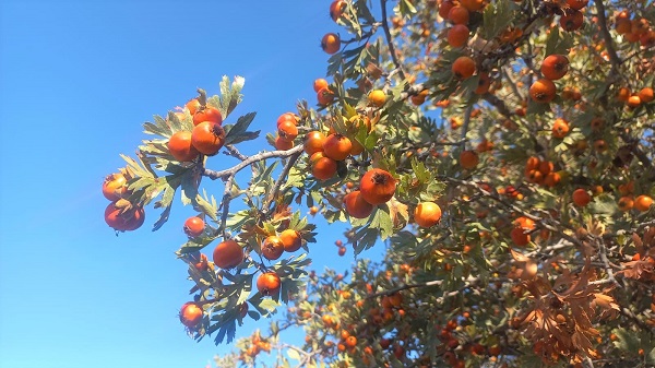 Kilosu 50 TL! Bu meyvenin iyi gelmediği hastalık yok