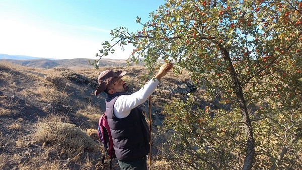 Foto - Kilosu 50 TL! Bu meyvenin iyi gelmediği hastalık yok