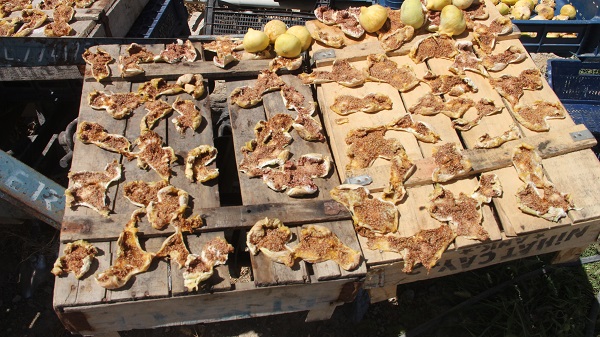 Foto - Kilosu 55 TL! İncir bu sene yüzleri güldürdü