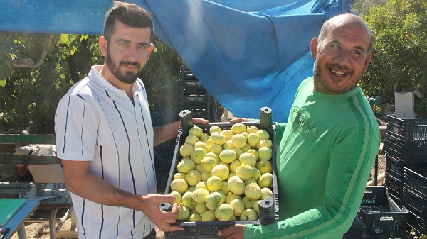 Foto - Kilosu 55 TL! İncir bu sene yüzleri güldürdü