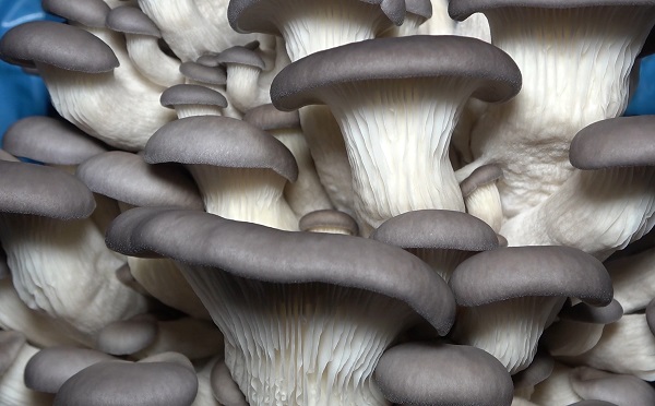 Foto - Kilosu 70 liradan satılıyor! 70 metrekarede ayda 1 ton üretiliyor