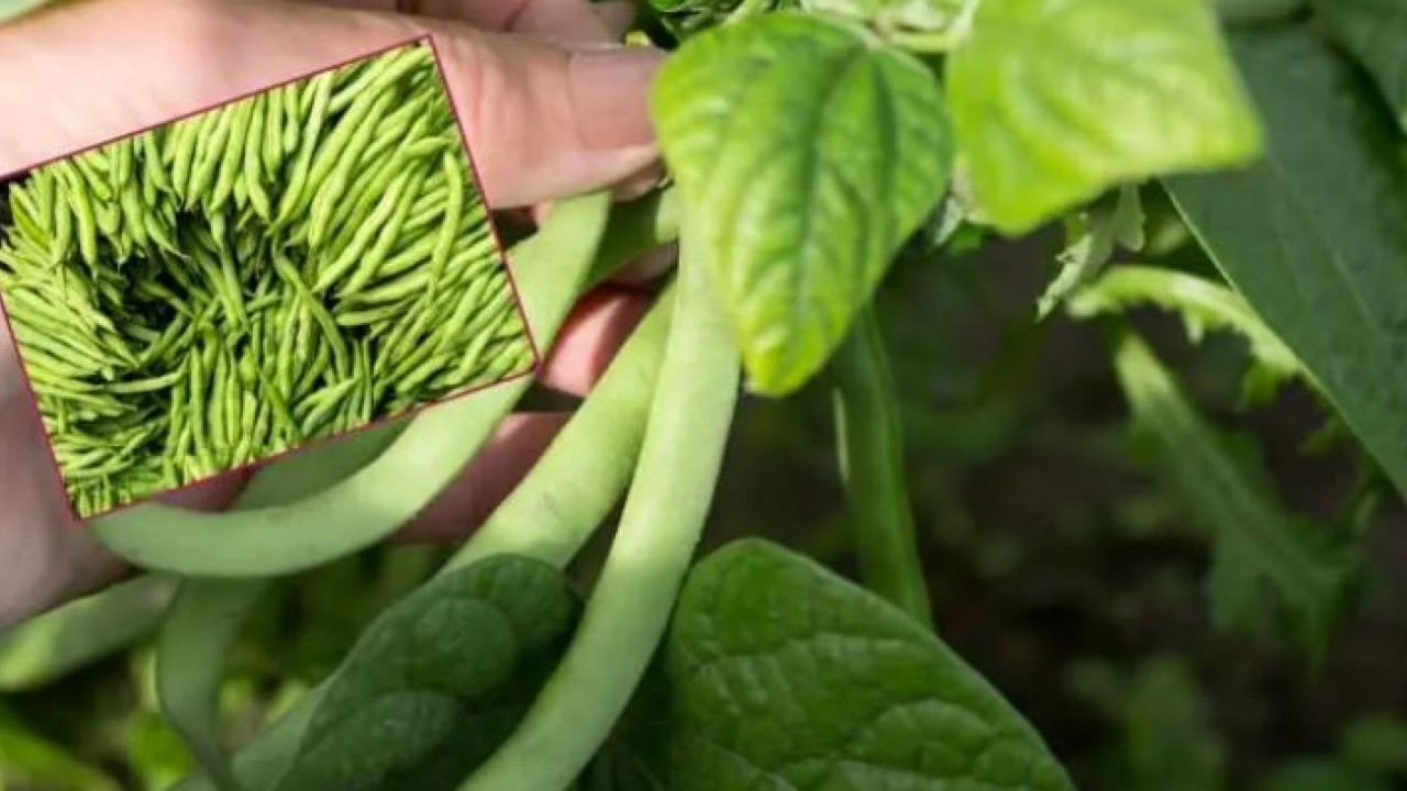 Foto - Kilosu 70 liradan satılıyor: Bağırsakları motor gibi çalıştırıyor!