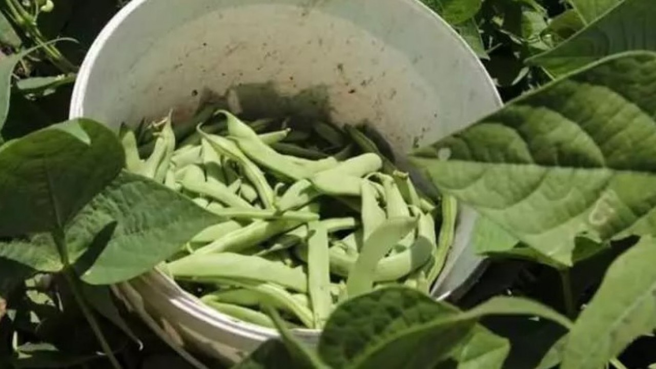 Foto - Kilosu 70 liradan satılıyor: Bağırsakları motor gibi çalıştırıyor!