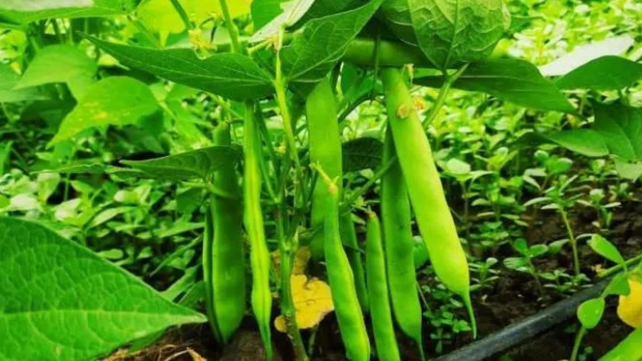 Kilosu 70 liradan satılıyor: Bağırsakları motor gibi çalıştırıyor!