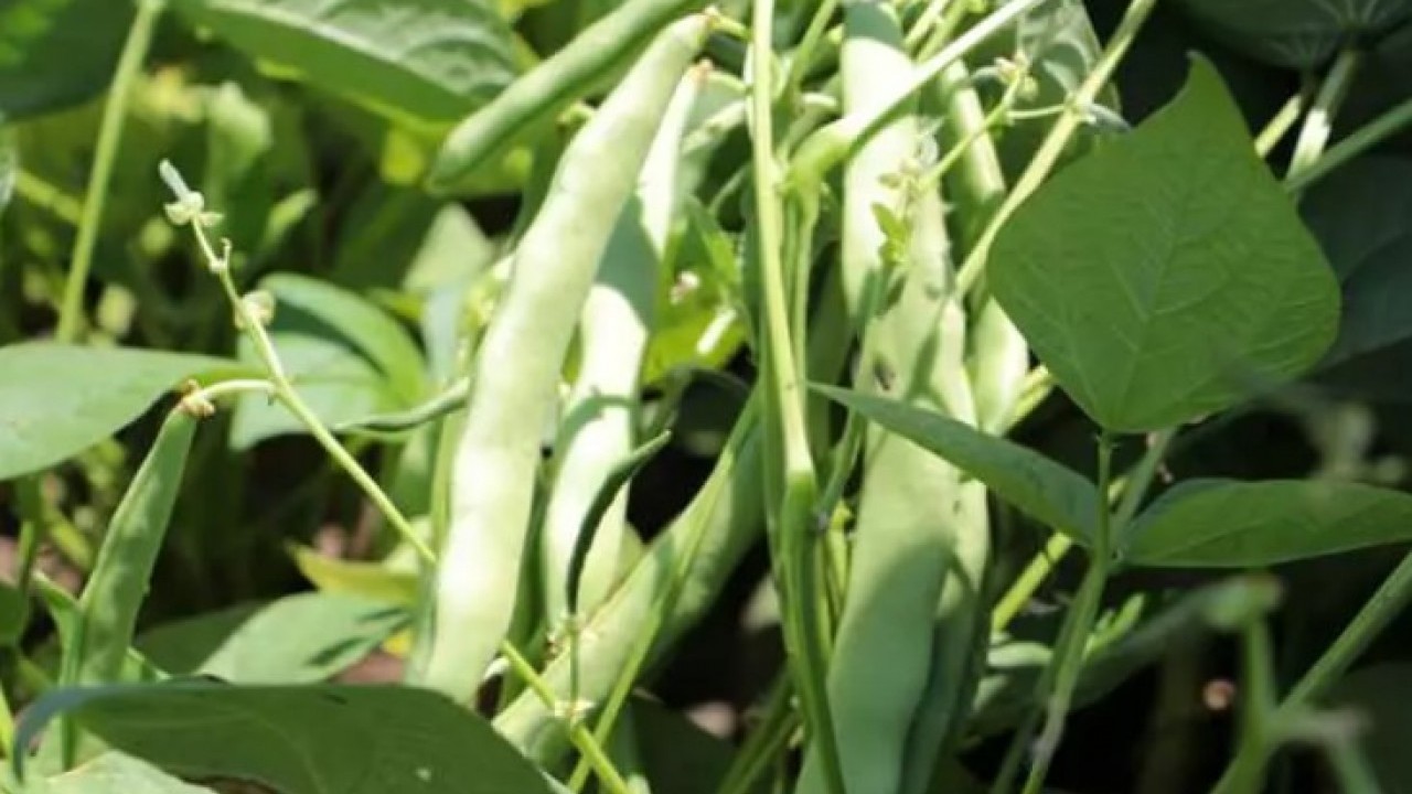 Foto - Kilosu 70 liradan satılıyor: Bağırsakları motor gibi çalıştırıyor!