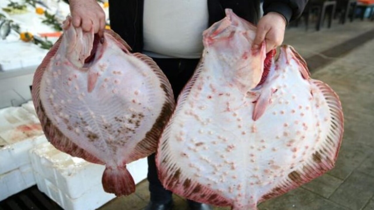 Kilosu 700 liradan başlıyor! Balık tezgahlarında bereket