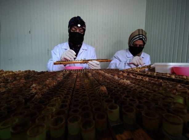 Kilosu 8 bin lira! Arı sütü hasadı başladı