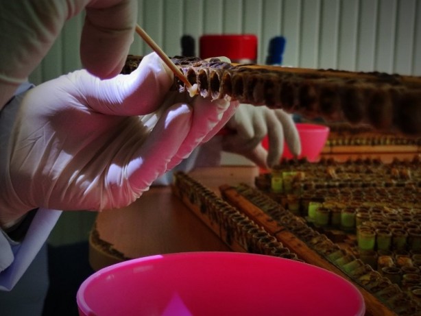 Foto - Kilosu 8 bin lira! Arı sütü hasadı başladı