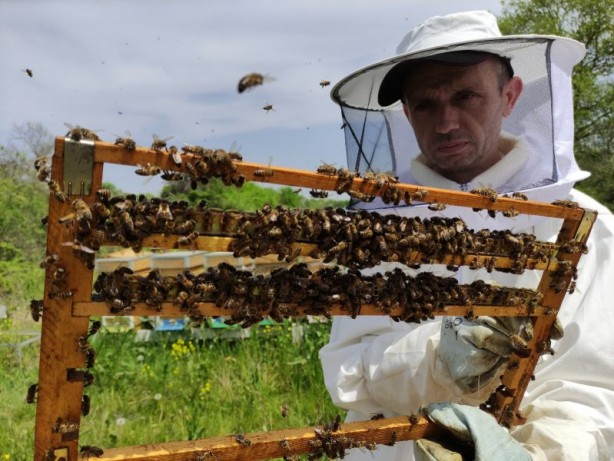 Foto - Kilosu 8 bin lira! Arı sütü hasadı başladı