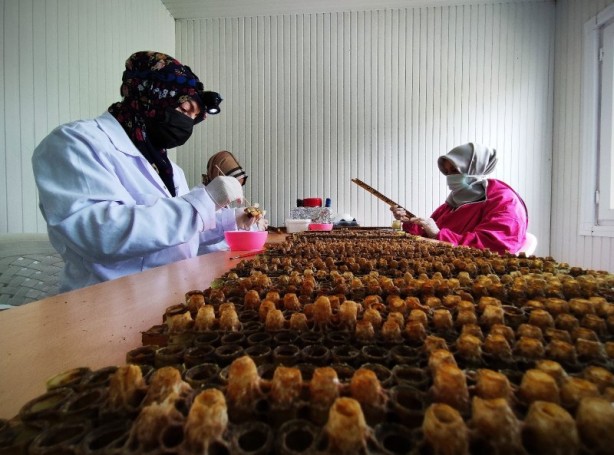 Foto - Kilosu 8 bin lira! Arı sütü hasadı başladı