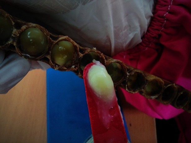 Foto - Kilosu 8 bin lira! Arı sütü hasadı başladı