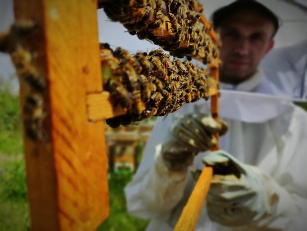 Foto - Kilosu 8 bin lira! Arı sütü hasadı başladı