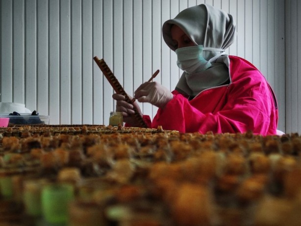 Foto - Kilosu 8 bin lira! Arı sütü hasadı başladı