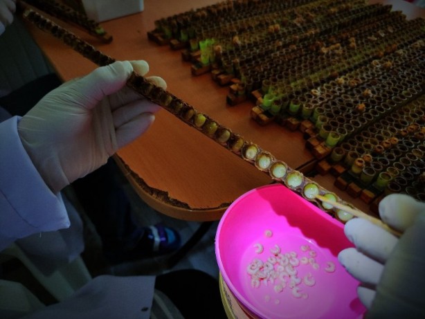 Foto - Kilosu 8 bin lira! Arı sütü hasadı başladı