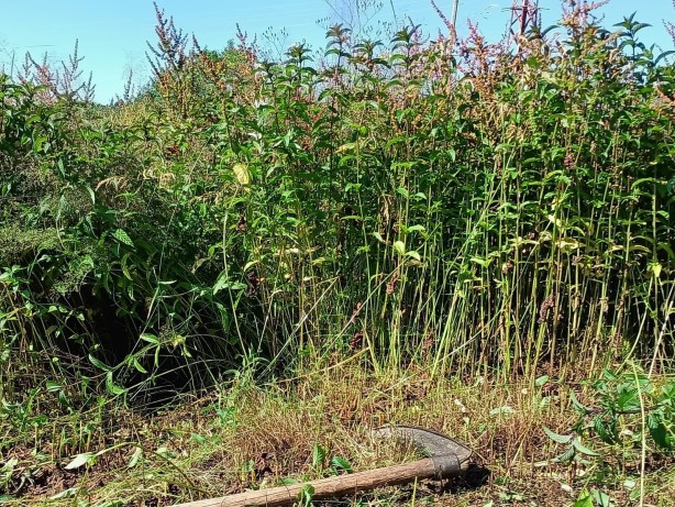 Foto - Kilosu adeta cep yakıyor! ‘Almanlara Rakip Olduk Geliyoruz’ Diyorlar