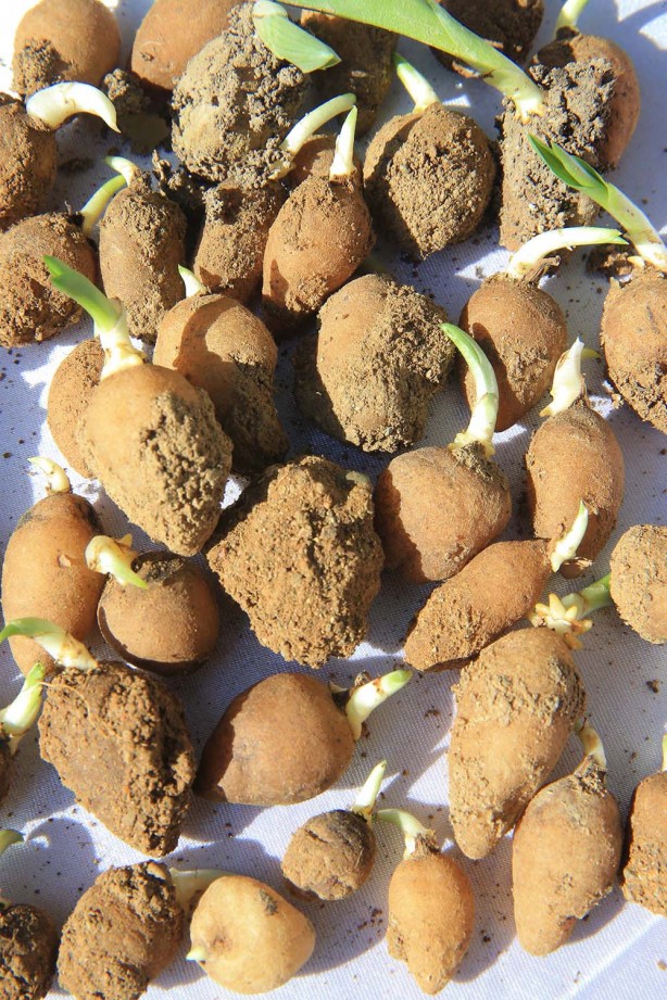 Foto - Kilosu bin liradan başlıyor! Üreticiler talebe yetişemiyor