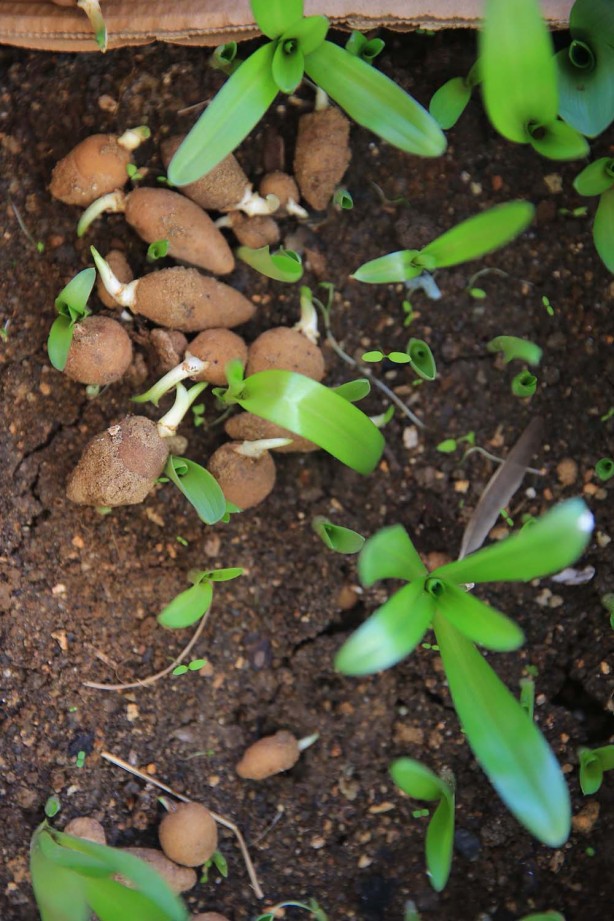 Foto - Kilosu bin liradan başlıyor! Üreticiler talebe yetişemiyor