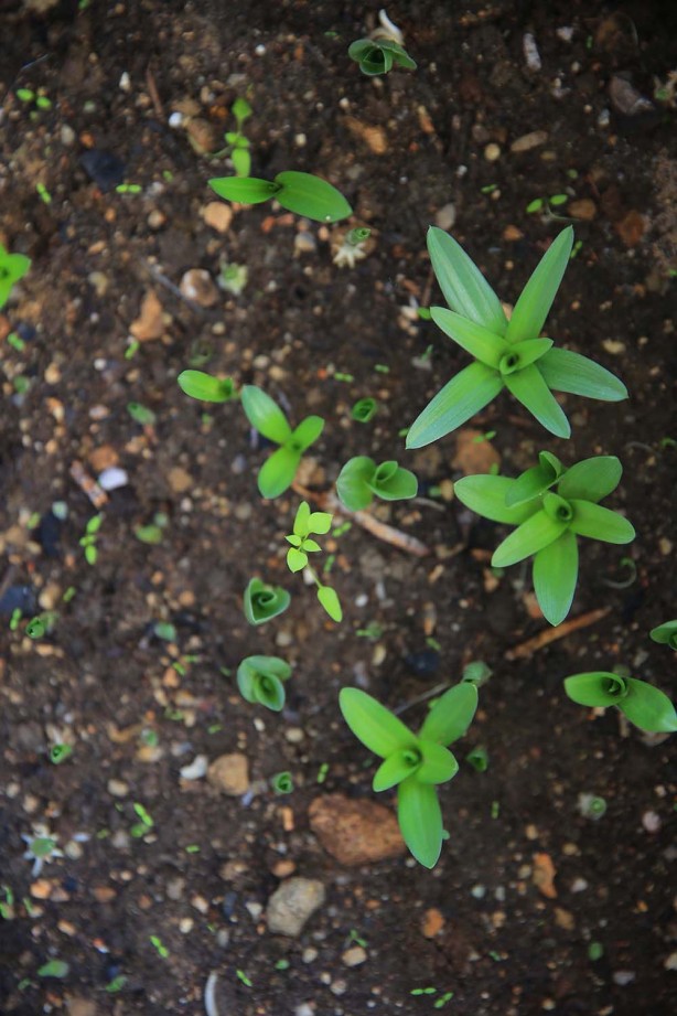 Foto - Kilosu bin liradan başlıyor! Üreticiler talebe yetişemiyor