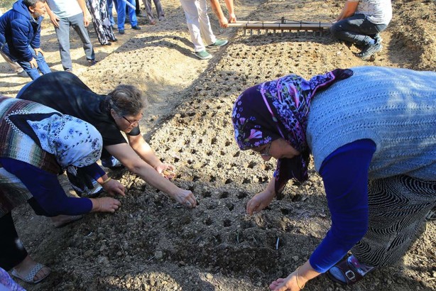 Foto - Kilosu bin liradan başlıyor! Üreticiler talebe yetişemiyor