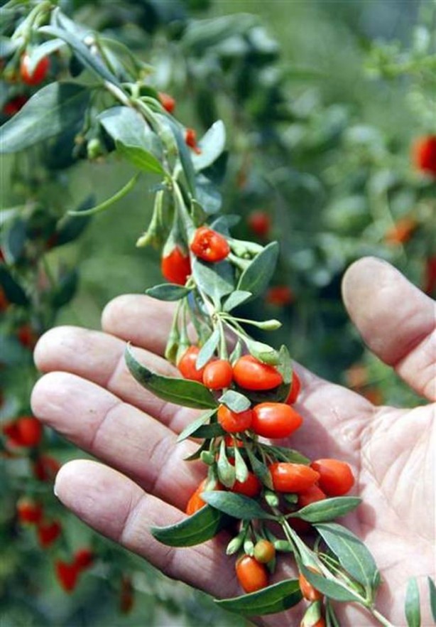 Foto - Kilosu tam 250 dolar!