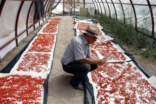 Foto - Kilosu tam 250 dolar!